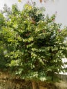 Medicinal bidi leaf tree or Bauhinia racemosa or kathmuli tree