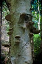 Medicinal Birch polypore mushrooms growing on white tree in new york forest