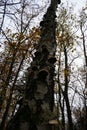 Medicinal Chaga Mushroom on a birch in the forest. Kopenick, Berlin, Germany