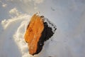 Chaga Mushroom Chunks in the snow. Royalty Free Stock Photo