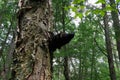 Medicinal Chaga Mushroom growing on Birch tree. Royalty Free Stock Photo