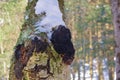 Medicinal Chaga Mushroom growing on Birch tree. Royalty Free Stock Photo