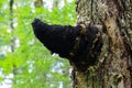 Medicinal Chaga Mushroom growing on Birch tree. Royalty Free Stock Photo