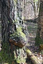 Medicinal Chaga mushroom on the trunk of a birch Royalty Free Stock Photo