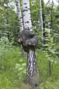 Medicinal Chaga mushroom on the trunk of a birch Royalty Free Stock Photo