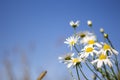 Medicinal chamomile against the blue sky in soft focus