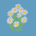 Medicinal chamomile on a blue background