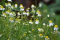 Medicinal chamomile (Matricaria recutita) blooms in the meadow among the herbs