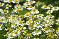 Medicinal chamomile (Matricaria recutita) blooms in the meadow among the herbs