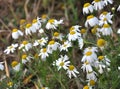 Medicinal chamomile (Matricaria recutita) blooms in the meadow among the herbs