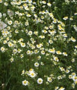 Medicinal chamomile (Matricaria recutita) blooms in the meadow among the herbs