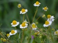 Medicinal chamomile (Matricaria recutita) blooms in the meadow among the herbs