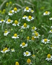 Medicinal chamomile (Matricaria recutita) blooms in the meadow among the herbs