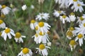 Medicinal chamomile (Matricaria recutita) blooms in the meadow among the herbs