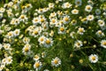 Medicinal chamomile officinalis plant growing in a field.