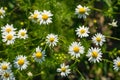 Medicinal chamomile officinalis plant growing in a field.