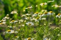 Medicinal chamomile officinalis plant growing in a field.