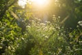 Medicinal chamomile officinalis plant growing in a field. Royalty Free Stock Photo