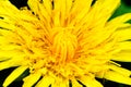 Medicinal dandelion close-up. Macro image of a yellow flower