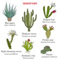 Medicinal and edible succulent plants collection