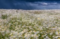 The medicinal field of daisies against a stormy rainy sky in summer day Royalty Free Stock Photo