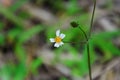 The medicinal flower Bidens pilosa