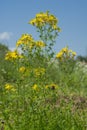 Medicinal flower plants - Hypericum perforatum