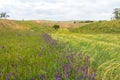 Medicinal flowers on the background of fields and year. Oregano, sage. Flowering bushes in the wild