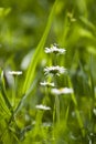 Medicinal flowers