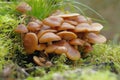 Medicinal fungus - Kuehneromyces mutabilis Royalty Free Stock Photo