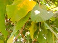 medicinal green fruit of guazuma ulmifolia or West Indian elm close up Royalty Free Stock Photo