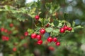 Medicinal hawthorn plant Royalty Free Stock Photo