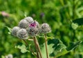 Medicinal herb burdock , blooming pink large burdock closeup on a green background Royalty Free Stock Photo