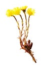 Medicinal herb coltsfoot Tussilago farfara on white background