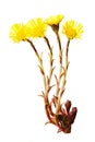 Medicinal herb coltsfoot Tussilago farfara on white background