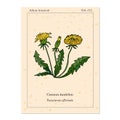 Medicinal herb common dandelion, old book page