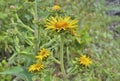 Medicinal herb elecampane 1