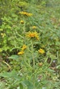Medicinal herb elecampane 2 Royalty Free Stock Photo