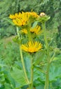 Medicinal herb elecampane Inula britannica 1 Royalty Free Stock Photo