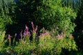 Medicinal herb fireweed a substitute for black tea growing in the Carpathians Royalty Free Stock Photo
