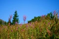 Medicinal herb fireweed a substitute for black tea growing in the Carpathians Royalty Free Stock Photo