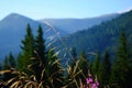 Medicinal herb fireweed a substitute for black tea growing in the Carpathians Royalty Free Stock Photo