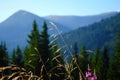 Medicinal herb fireweed a substitute for black tea growing in the Carpathians Royalty Free Stock Photo