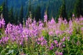 Medicinal herb fireweed a substitute for black tea growing in the Carpathians Royalty Free Stock Photo