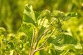 Medicinal herb greater burdock with flower Royalty Free Stock Photo