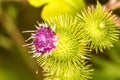 Medicinal herb greater burdock with flower Royalty Free Stock Photo