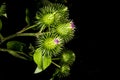 Medicinal herb greater burdock with flower Royalty Free Stock Photo