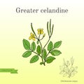 Medicinal herb greater celandine