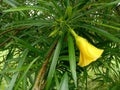 Medicinal herb kaner or Cascabela thevetia flower and leaves