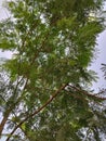 Medicinal herb, lamtoro gung Leaves and trees or leucaena leucocephala, glabrata or giant leucanea, chinese petai